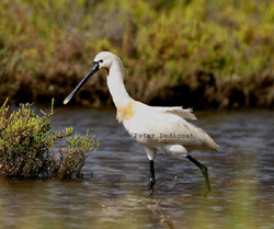 Eurasian Spoonbill (platalea leucorodia)